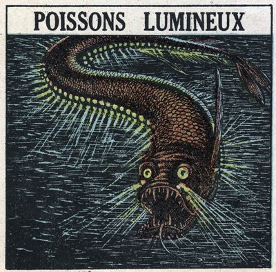 Fosforescence: svítící ryba. Anonymní ilustrace z roku 1925. Soukromá sbírka. od Anonymous Anonymous