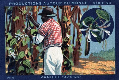 Produkce po celém světě: Vanilka v Západní Indii. Chromolitografie z roku 1933 v „Album Josepha-Milliata““ od Anonymous Anonymous