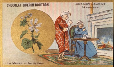 Fialová je bylinný čaj. Gravírování (chromo). Reklamní chromolitografie pro čokolády Guerin-Boutron, konec 19. století. Botanická řada Illustree. od Anonymous Anonymous