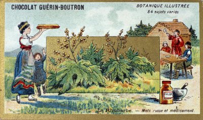 Rebarbora: ruské jídlo a léky. Gravírování (chromo). Reklamní chromolitografie pro čokolády Guerin-Boutron, konec 19. století. Botanická řada Illustree. od Anonymous Anonymous