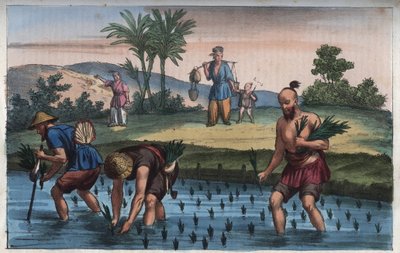 Rýžová plantáž, Čína (rýže la) - rytina z „“ Zvyků a tradic všech národů vesmíru. Tedy Dějiny vlády, zákonů, milicí, náboženství všech národů od nejvzdálenějších dob až po současnost „1856 od Anonymous Anonymous