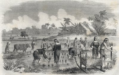 Pěstování rýže v Manile (Manilla) na Filipínách v roce 1864. (Pěstování rýže v Manille) Anonymní rytina. Soukromá sbírka. od Anonymous Anonymous