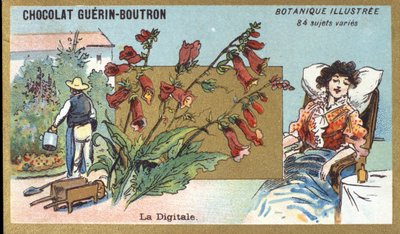 Digitální. Gravírování (chromo). Reklamní chromolitografie pro čokolády Guerin-Boutron, konec 19. století. Botanická řada Illustree. od Anonymous Anonymous