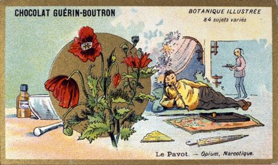Mák: opium, narkotikum. Gravírování (chromo). Reklamní chromolitografie pro čokolády Guerin-Boutron, konec 19. století. Botanická řada Illustree. od Anonymous Anonymous