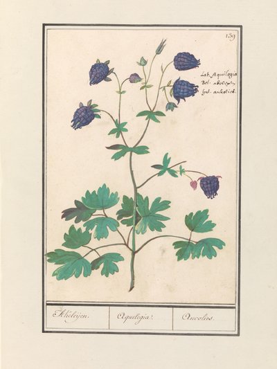 Akelei (Aquilegia) Akeleijen. / Aquilegia. / Aucoled (název na objektu) od Anselmus Boëtius de Boodt