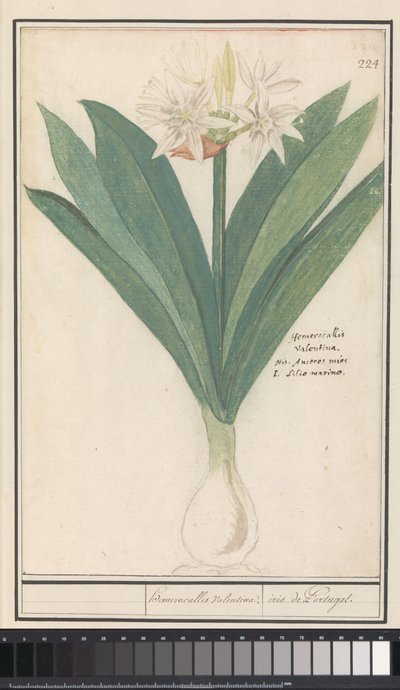 Amaryllis (Hippeastrum) heromocallis Valentina / kosatec z Portugalska (název na objektu) od Anselmus Boëtius de Boodt