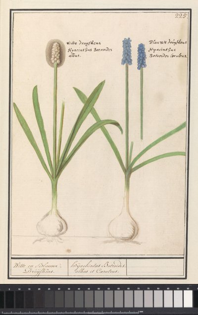 Hroznové hyacinty (Muscari botryoides) Bílé a modré Druijfkeny. / Dhijachintus Botroides. albus et coeruleus (název na objektu) od Anselmus Boëtius de Boodt