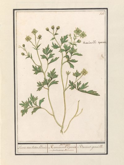 pryskyřník (Ranunculus) Druh pryskyřník / Ranunculi palustris Druh. / Bacinet genoille. (název na objektu) od Anselmus Boëtius de Boodt