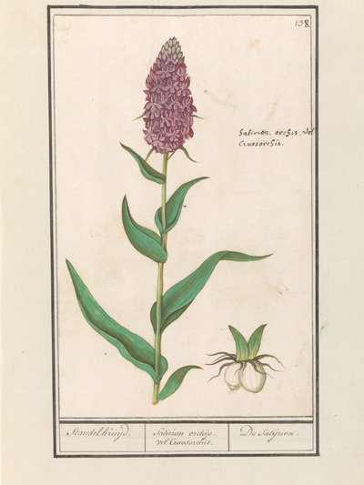 Vstavač obecný (Dactylorhiza majalis) Standelcruijd. / Satirion orchideje nebo Cynosorchis. / The Satijrion. (název na objektu) od Anselmus Boëtius de Boodt