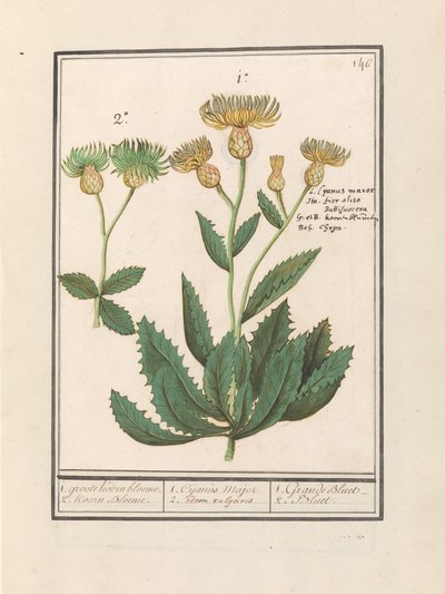 Centaurština (Centaurea) 1. velká chrpa. 2. Chrpa. / 1. Cijanus Major / 2. ditto vulgaris. / 1. Grande bluet. / 2. Bluet. (název na objektu) od Anselmus Boëtius de Boodt