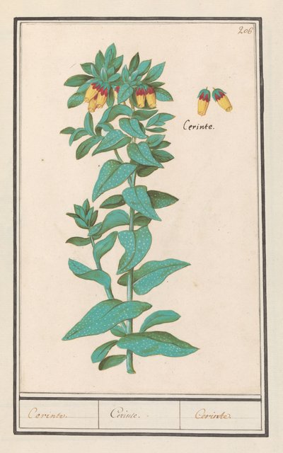 Cerinthe (Cerinthe major) Požadavky. / Požadavky. / Požadavky. (název na objektu) od Anselmus Boëtius de Boodt
