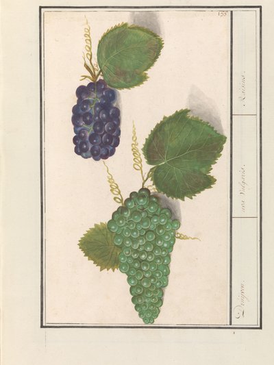 Druif (Vitis vinifera) Druijven. / uva Vulgaris. / Rozinky (název na objektu) od Anselmus Boëtius de Boodt