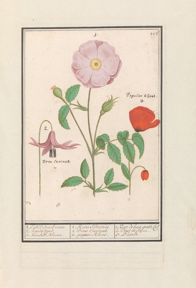 Psí zub (Erythronium), divoká růže (Rosa) a mák (Poppy) 1. Pouze růže Bosch. 2. stojan pro psy. 3. Kankel Bloeme. / 1. Rosa Silvestris. 2. Dens Canisus 3. Poppy Rheas. / 1. Rose de bois gratte cul 2. Dent de Chien. 3. Pavot. (název na objektu) od Anselmus Boëtius de Boodt