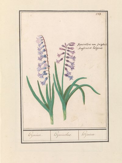 Hyacint (Hyacinthus orientalis) Hijacin / Hyacinthus / Hijacinte (název na objektu) od Anselmus Boëtius de Boodt
