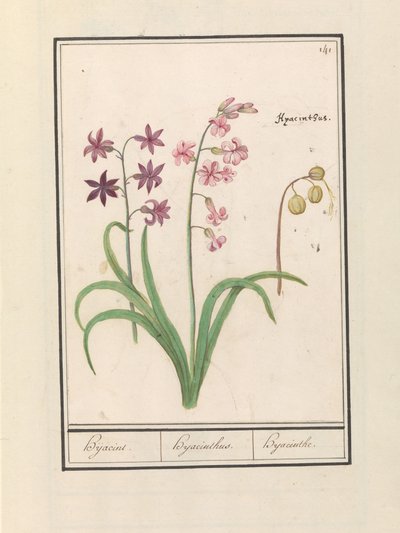 Hyacint (Hyacinthus orientalis) Hijacin / Hyacinthus / Hyacint (název na objektu) od Anselmus Boëtius de Boodt