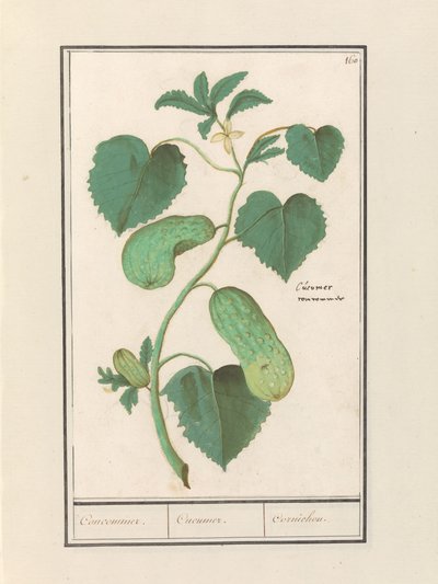 Komkommer (Cucumber sativa) Kompromis / Okurka / Cornichon. (název na objektu) od Anselmus Boëtius de Boodt