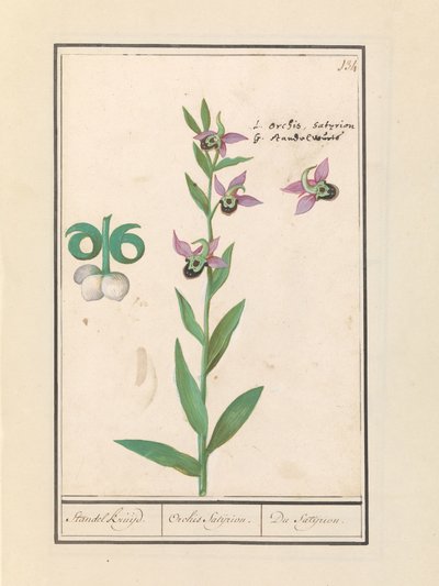 Orchidej čmelák (Ophrys bombyliflora) a sasanka (Anemone) | Smějící se orchidej čmelák (Ophrys bombyliflora) Smějící se orchidej čmelák (Ophrys bombyliflora) od Anselmus Boëtius de Boodt