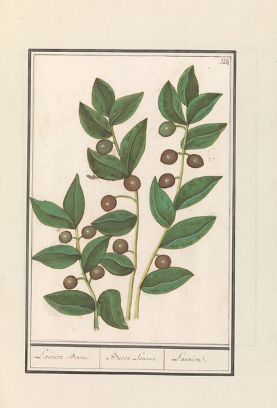 Oliva (Olea europaea) Vavřínový strom. / Bacca Laurus. / Laurel (titul na předmětu) od Anselmus Boëtius de Boodt