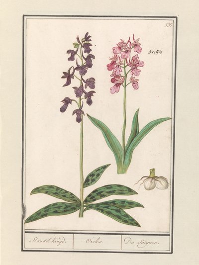 Orchideje (Orchidaceae) Standel Cruise. / Orchis. / The Satijrion. (název na objektu) od Anselmus Boëtius de Boodt