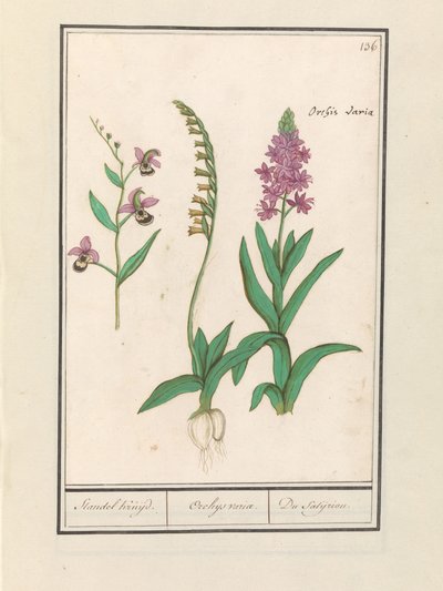 Orchididae (Orchidaceae) Stendhal křižoval. / Orchaeus obrat. / du satijrion. (Celkem na objekt) od Anselmus Boëtius de Boodt