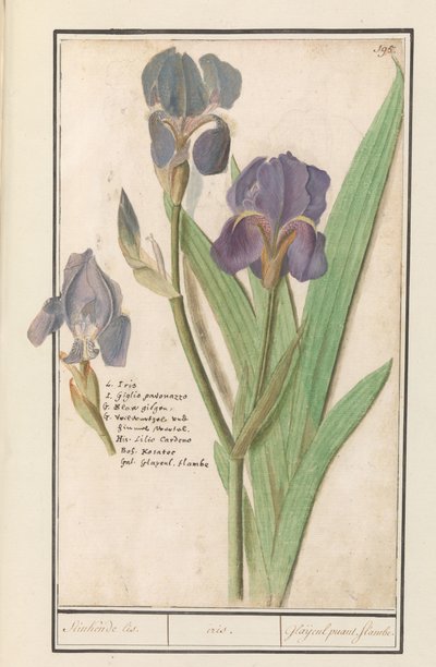 Iris germanica (Iris germanica) Stinkende lis. /duhovka. / Smradlavé mečíky. plameny. (název na objektu) od Anselmus Boëtius de Boodt