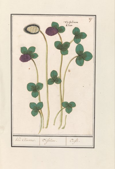 Jetel červený (Trifolium pratense) Klee Claevers. / Trifolium. / Trefle (název na objektu) od Anselmus Boëtius de Boodt