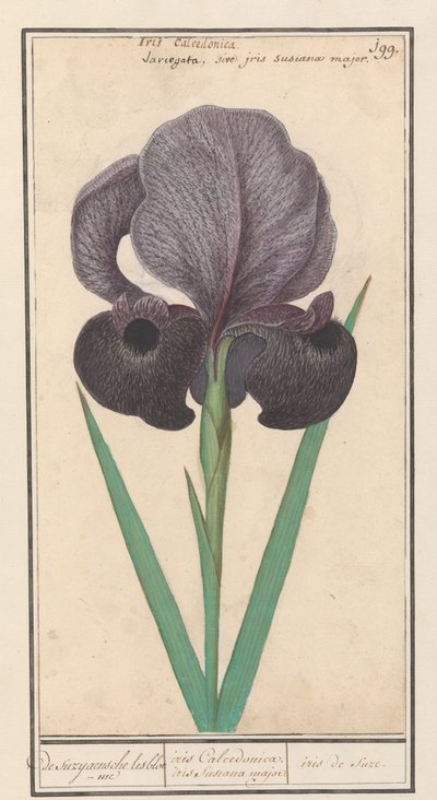 Rouw kosatec (Iris susiana) ze suzyaensche lisbloeme / kosatec Calcedonica. duhovka Susiana major. / suze duhovka. (název na objektu) od Anselmus Boëtius de Boodt