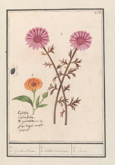 Růžový květ (neznámý) a měsíček lékařský (Calendula officinalis) 1. 2. Zlaté květy. / 1. 2. Caltha Calendula. / 1. 2. Soucie. (název na objektu) od Anselmus Boëtius de Boodt