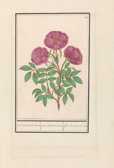 Wilde Roos (Rosa) Welriekende bosch roose / rosa silverstris adorata. / Lesní růže s vůní (název na objektu) od Anselmus Boëtius de Boodt