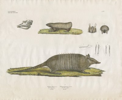 Pásovci s lebkou a zubními strukturami (ručně kolorovaná litografie) od Anstalt Arnz & Co.