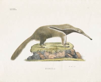 Mravenečník obrovský na skalnatém terénu (ručně kolorovaná litografie) od Anstalt Arnz & Co.