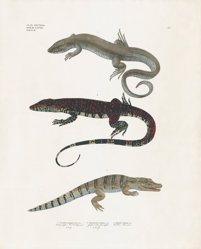 Ještěrka obecná, ještěrka jedovatá a aligátor ze třídy plazů (ručně kolorovaná litografie) od Anstalt Arnz & Co.