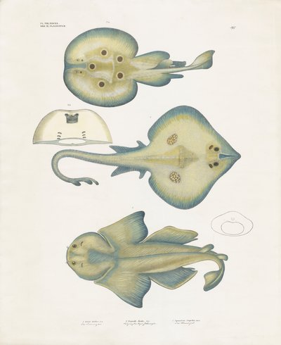 Druhy rejnoků z řádu Rajiformes (ručně kolorovaná litografie) od Anstalt Arnz & Co.