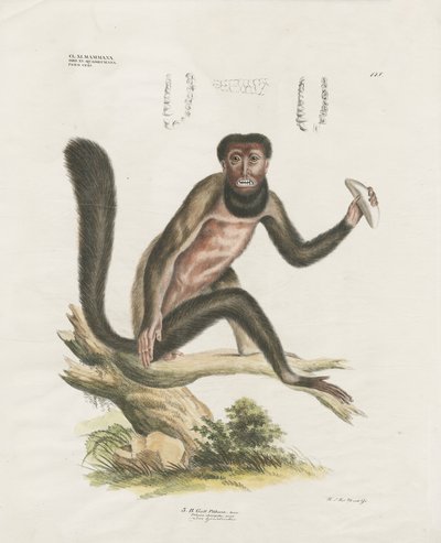 Červená opice Howler Monkey s anatomickými detaily (ručně kolorovaná litografie) od Anstalt Arnz & Co.