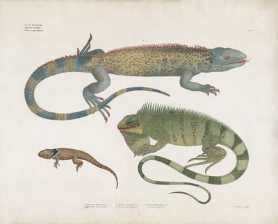 Ještěrky šupinaté z různých biotopů (ručně kolorovaná litografie) od Anstalt Arnz & Co.