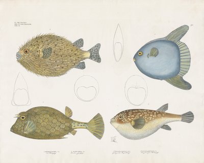 Různé druhy buřňáků a jejich anatomické znaky (ručně kolorovaná litografie) od Anstalt Arnz & Co.