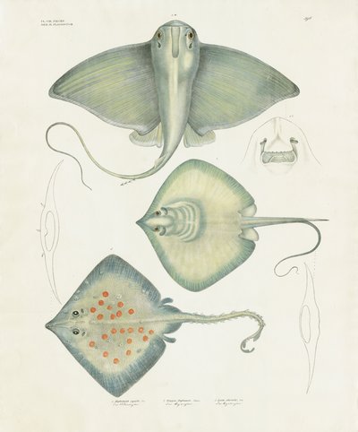 Různé druhy paprsků s anatomickými detaily (ručně kolorovaná litografie) od Anstalt Arnz & Co.