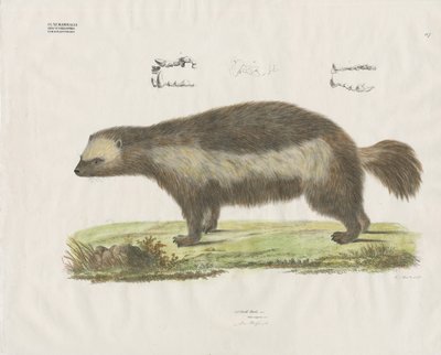 Wolverine s detaily zubů (ručně kolorovaná litografie) od Anstalt Arnz & Co.