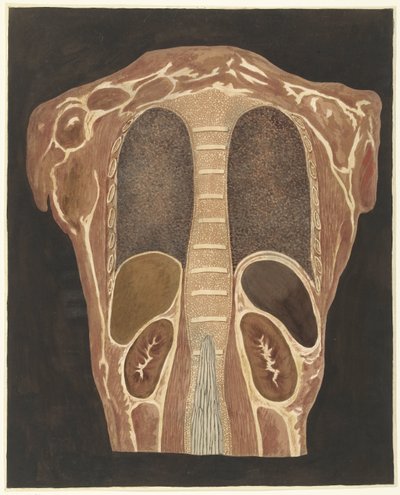 Anatomická studie orgánů v hrudníku při pohledu zezadu od Anthonie van den Bos