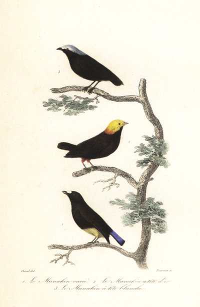 Druh Manakin. od Antoine (after) Chazal