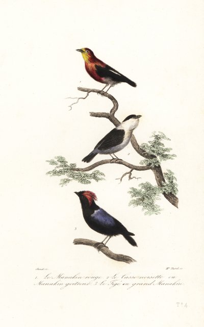Druh Manakin. od Antoine (after) Chazal