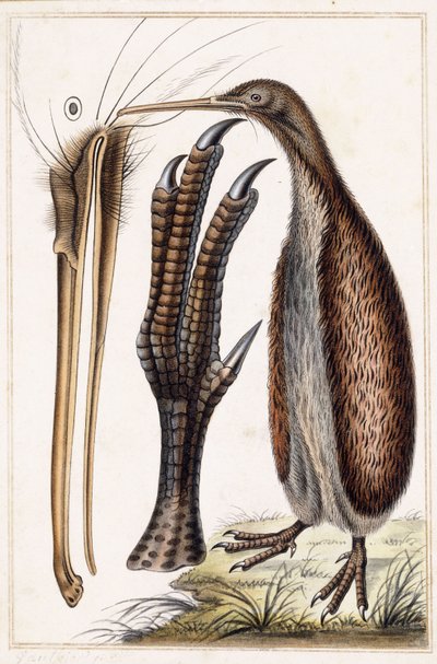 Kiwi od Antoine Charles Vauthier