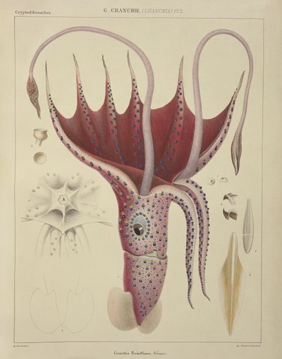 Olihně, Pl.2 z "Histoire Naturelle Generale et Particuliere des Cephalopodes Acetabuliferes", vyd. Ferussac und D