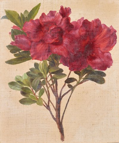Rododendrony od Anton Hartinger
