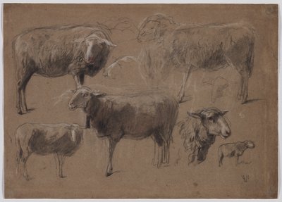 Studie ovcí od Anton Mauve