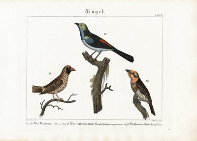 Barbet, tkalcovský pták a muška rajská od Anton Wachsmann