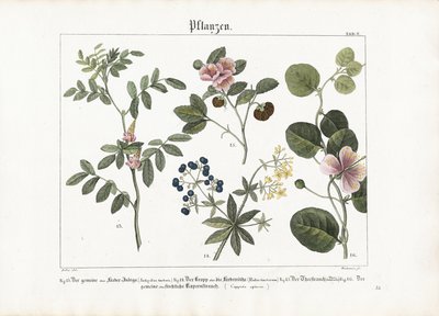 Barvířské rostliny a keř kapary od Anton Wachsmann