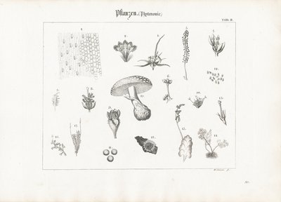 Anatomie rostlin a formy hub od Anton Wachsmann