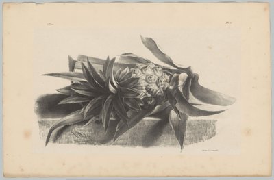 Ananas Flower and Fruit Studies (...) 3. epizoda (název série) od Anton Weiss