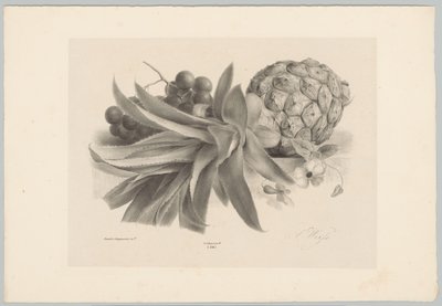 Ananas a hrozny Flower and Fruit Studies (...) 10. epizoda (název série) od Anton Weiss